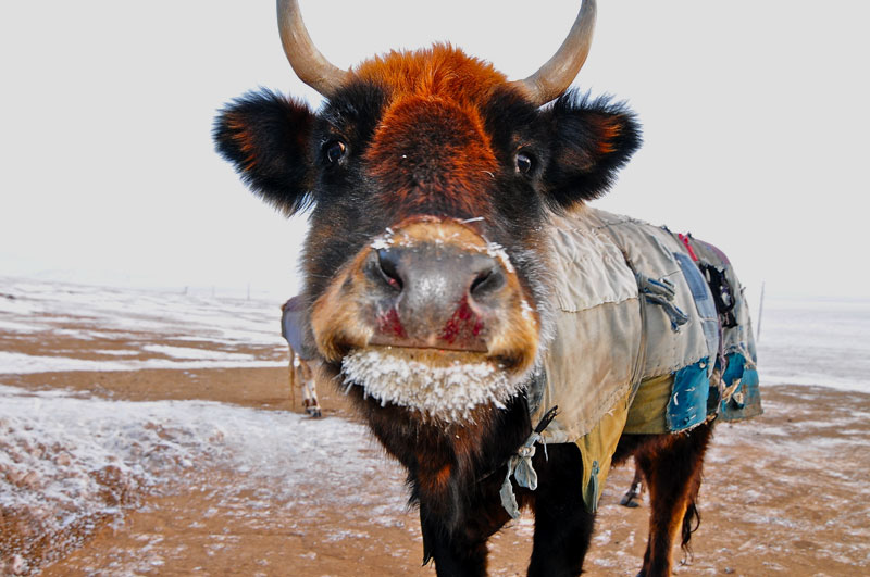 Mongolie